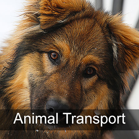 Animal Transfer