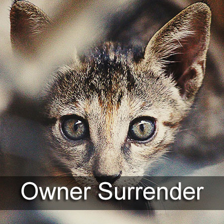 Owner Surrender